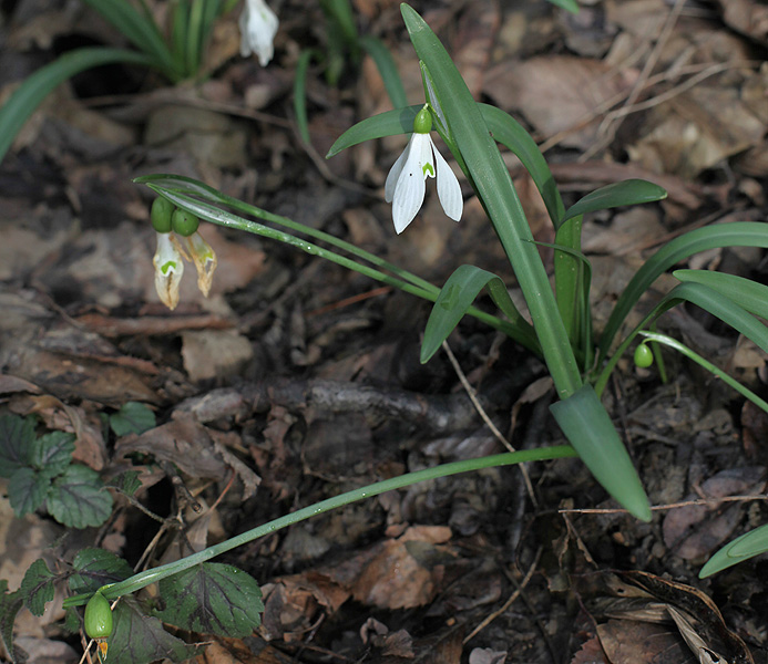 Image of Galanthus rizehensis specimen.