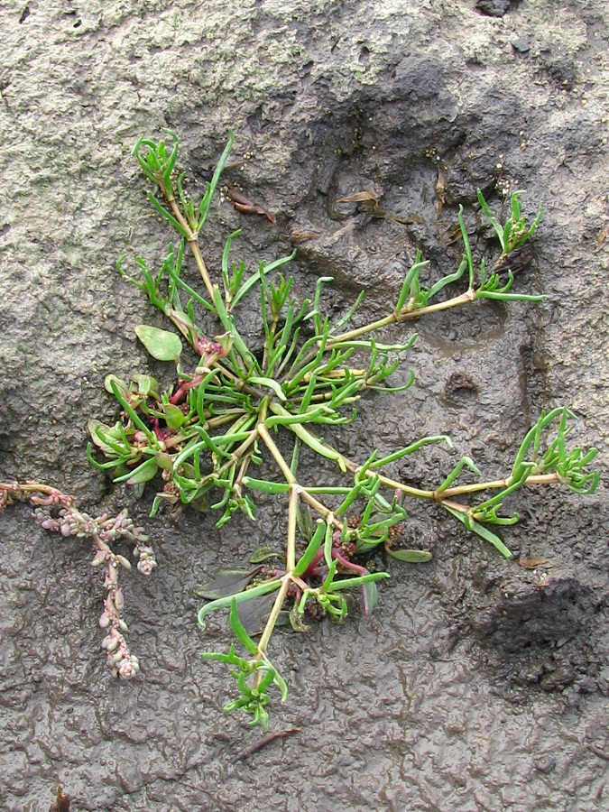 Image of genus Spergularia specimen.