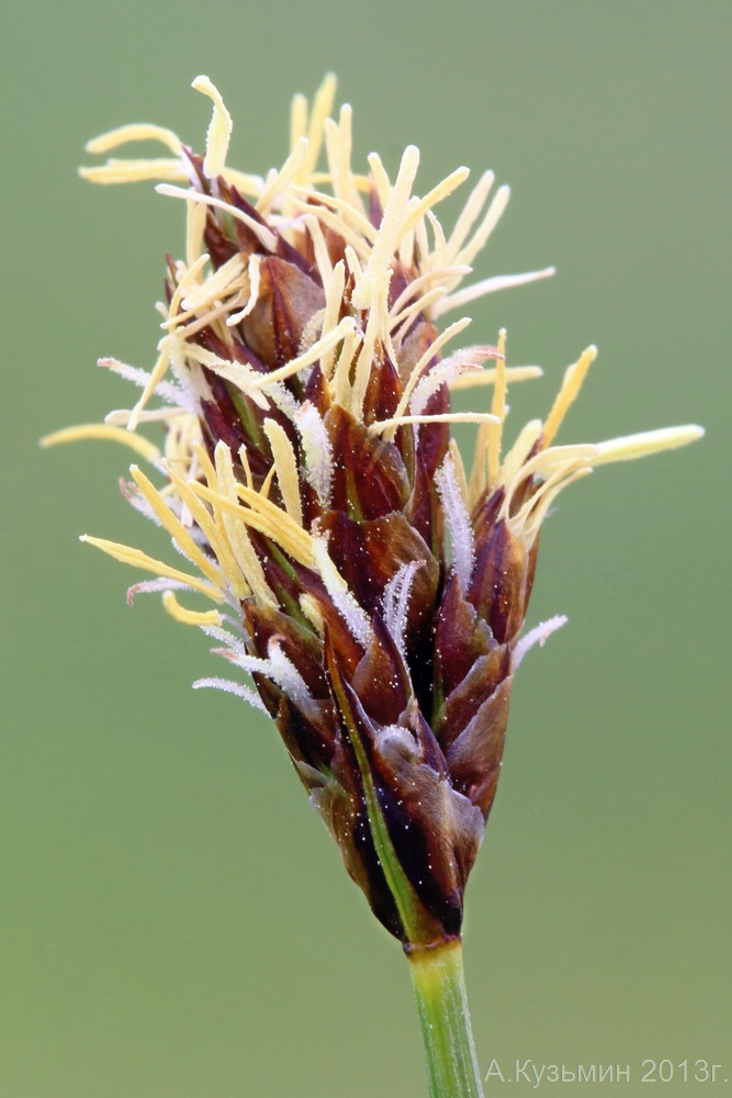 Image of Carex stenophylla specimen.