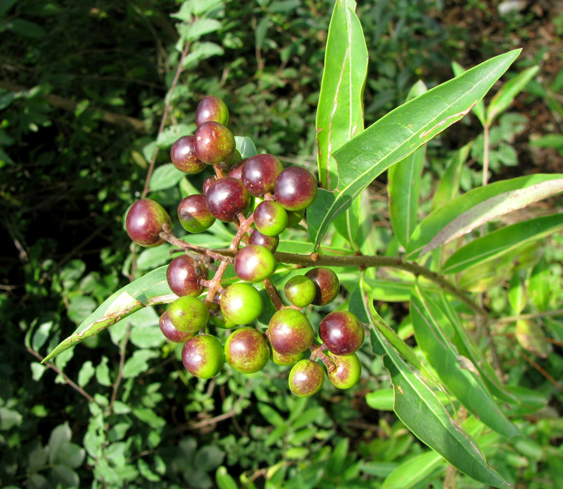 Image of Ligustrum vulgare specimen.