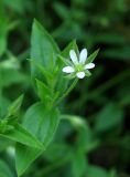 Moehringia trinervia. Верхушка цветущего растения. Крым, окр. Соколиного, Большой Каньон, буковый лес, у реки. 3 мая 2013 г.