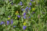 Anchusa stylosa