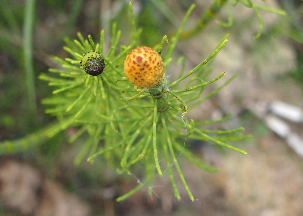 Image of Equisetum fluviatile specimen.