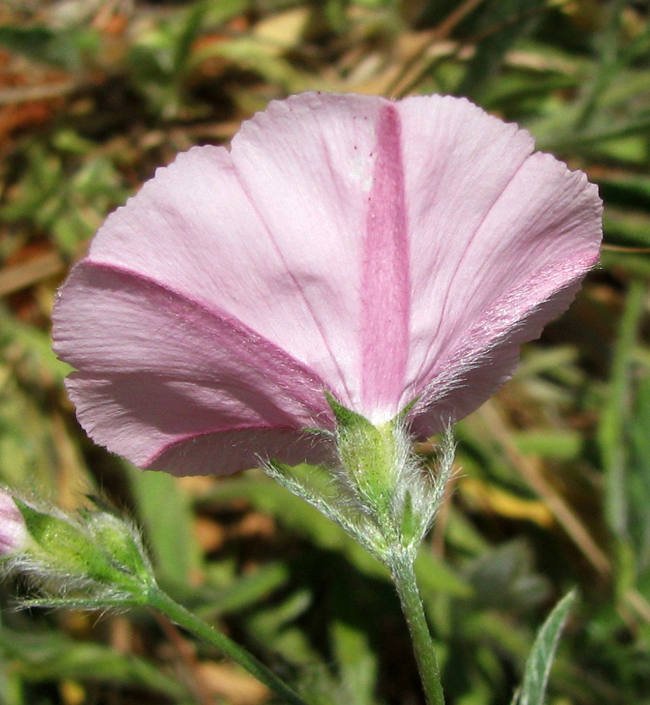 Изображение особи Convolvulus cantabrica.