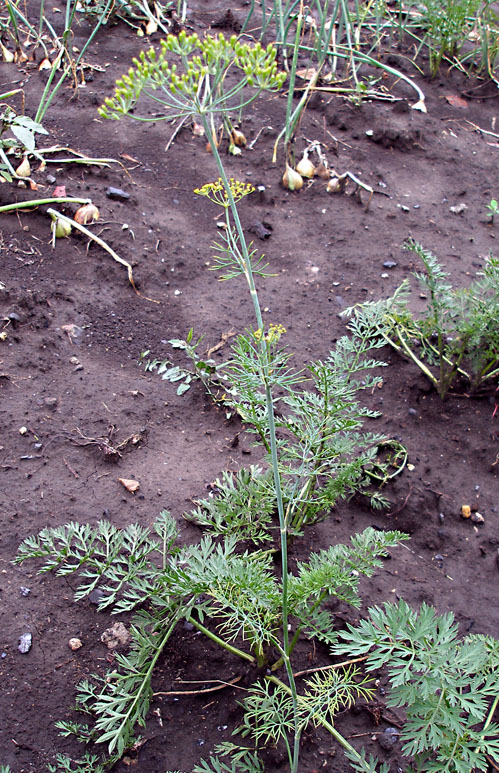 Изображение особи Anethum graveolens.