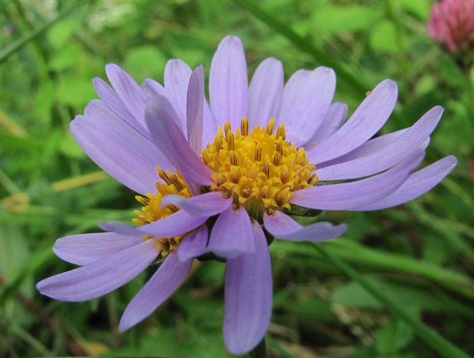 Image of Aster alpinus specimen.