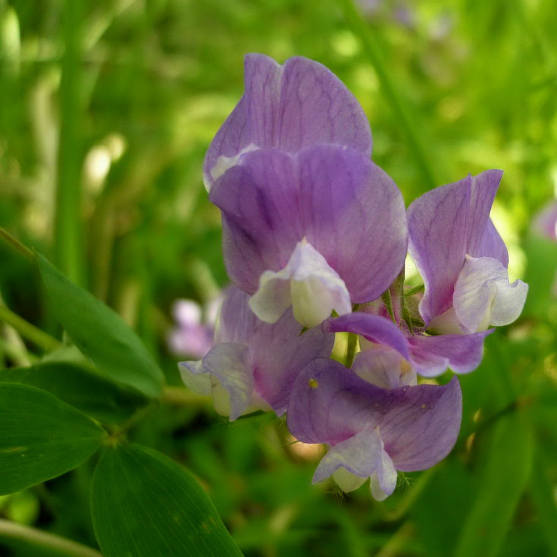 Изображение особи Lathyrus laxiflorus.