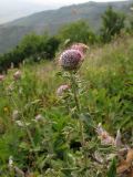 Cirsium euxinum. Верхушка расцветающего растения. Краснодарский край, окр. г. Геленджик, прибрежная гора, остепнённый луг. 07.08.2013.