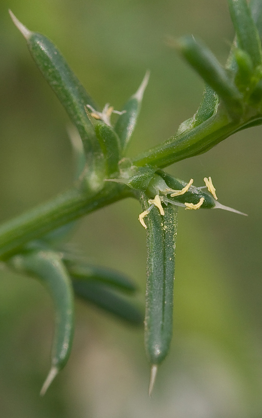 Изображение особи Salsola pontica.