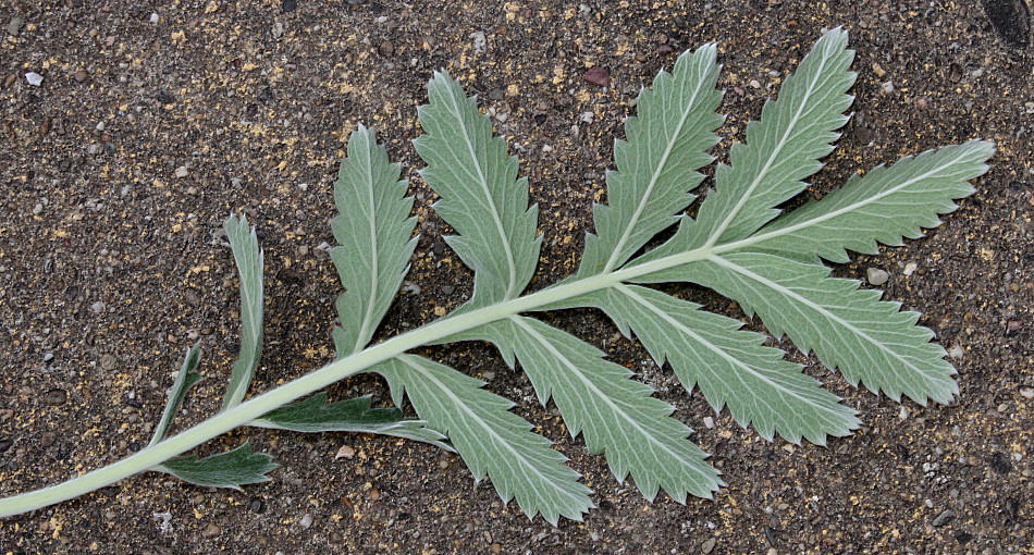 Image of genus Potentilla specimen.