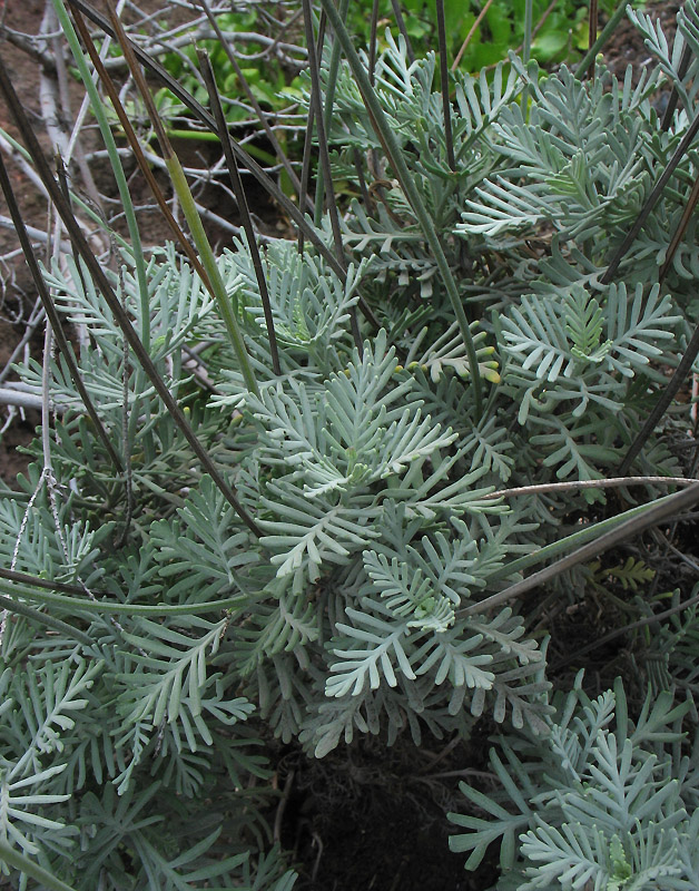 Изображение особи Lavandula buchii.