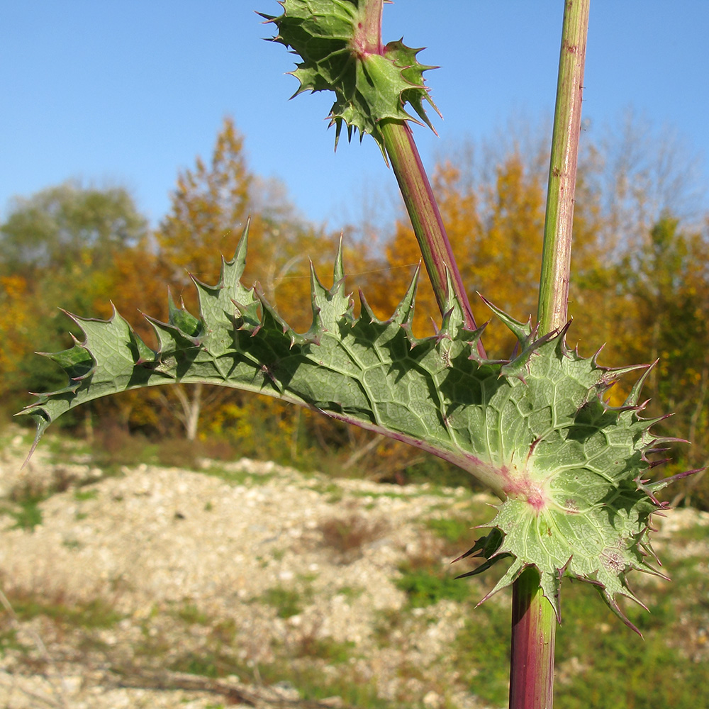 Изображение особи род Sonchus.