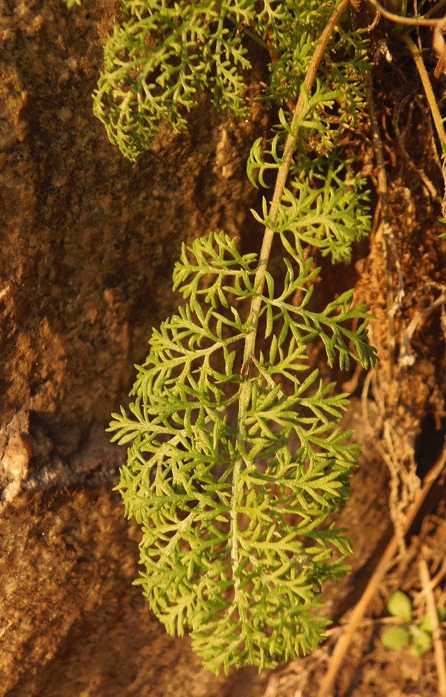 Изображение особи Achillea nobilis.