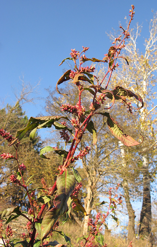 Image of Persicaria maculosa specimen.