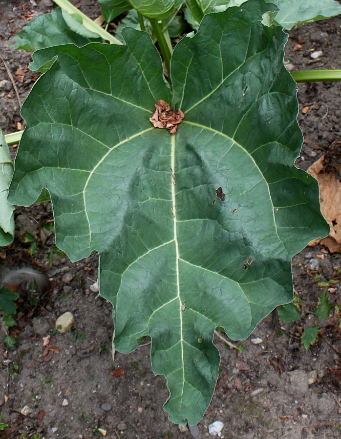 Image of Rheum alexandrae specimen.