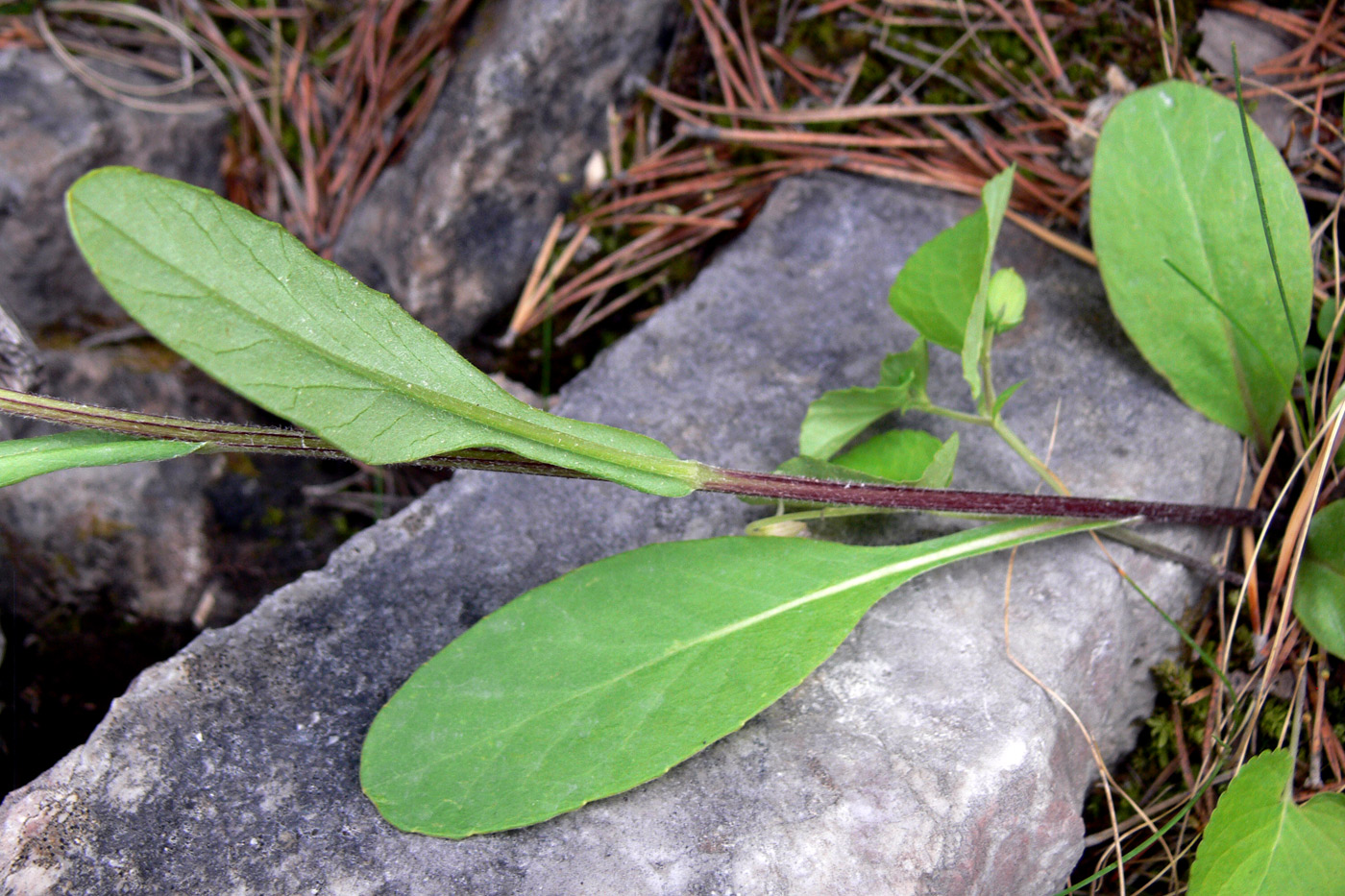 Изображение особи Tephroseris integrifolia.