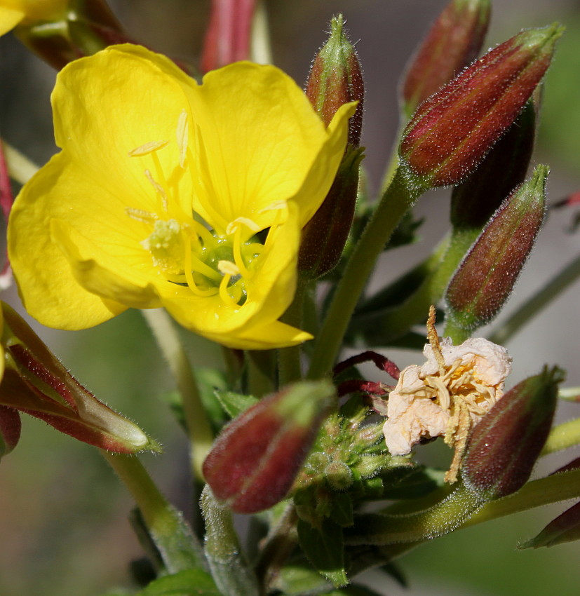 Image of Oenothera fallax specimen.