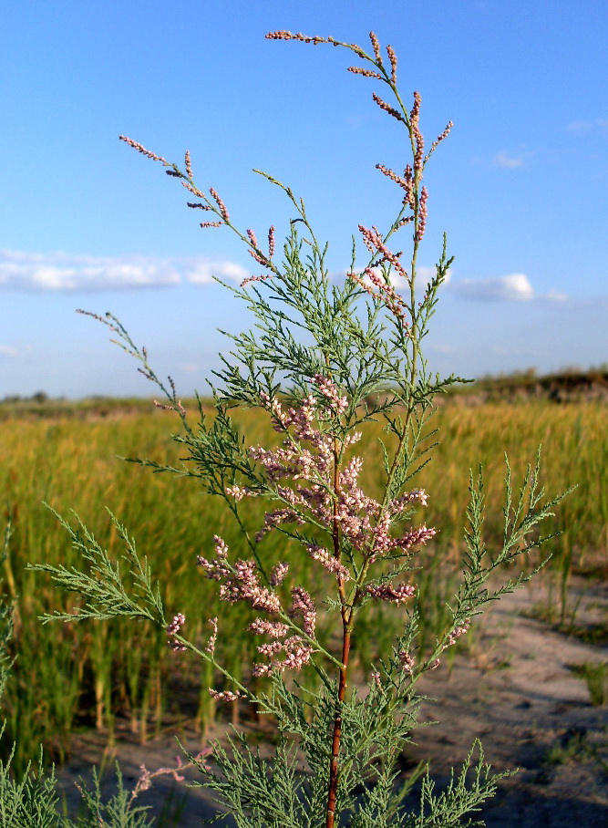 Изображение особи Tamarix ramosissima.