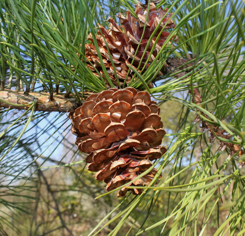 Изображение особи Pinus rigida.