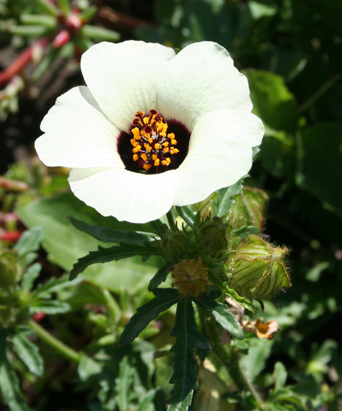 Изображение особи Hibiscus trionum.