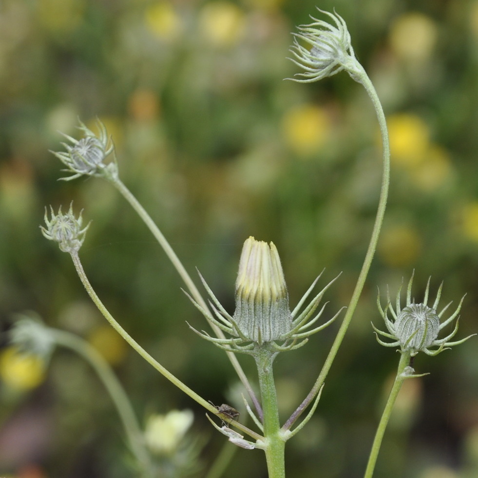 Image of Tolpis umbellata specimen.