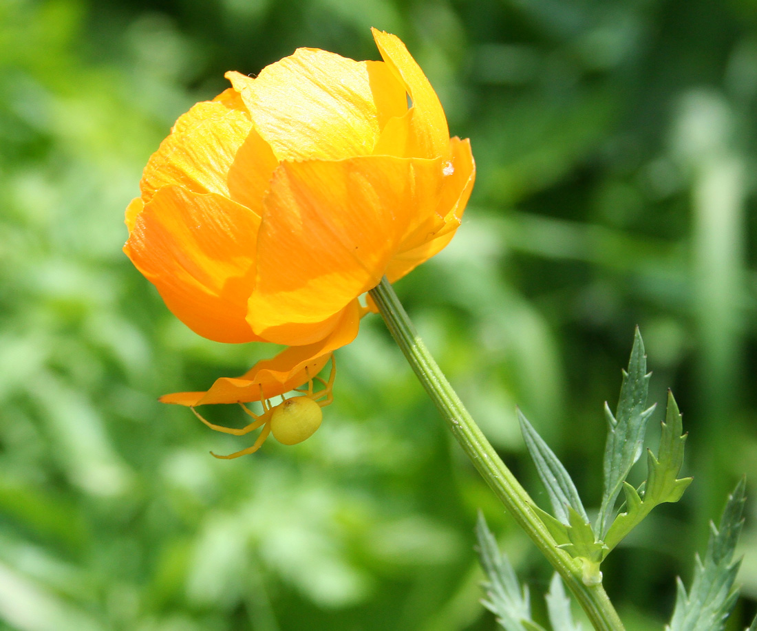 Изображение особи Trollius altaicus.