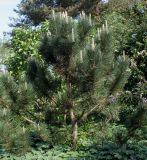 genus Pinus. Взрослое растение в генеративной стадии развития. Германия, г. Дюссельдорф, Ботанический сад университета. 04.05.2014.