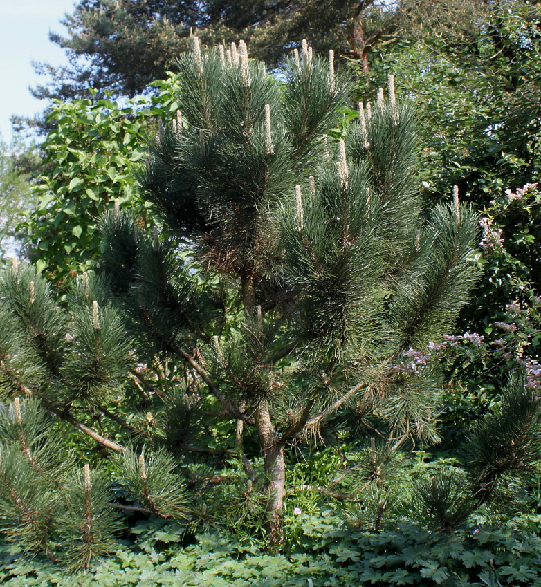 Image of genus Pinus specimen.