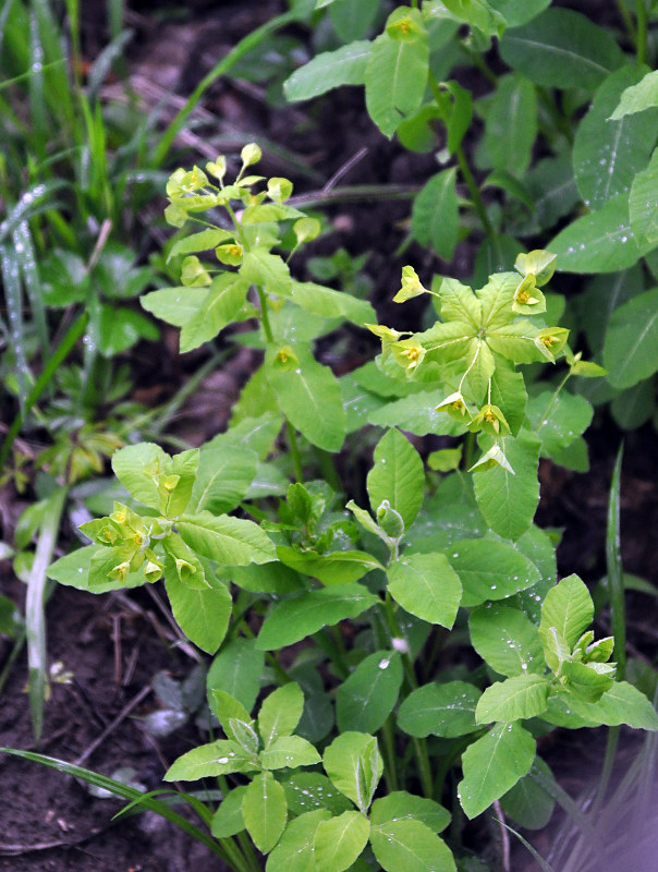 Изображение особи Euphorbia squamosa.