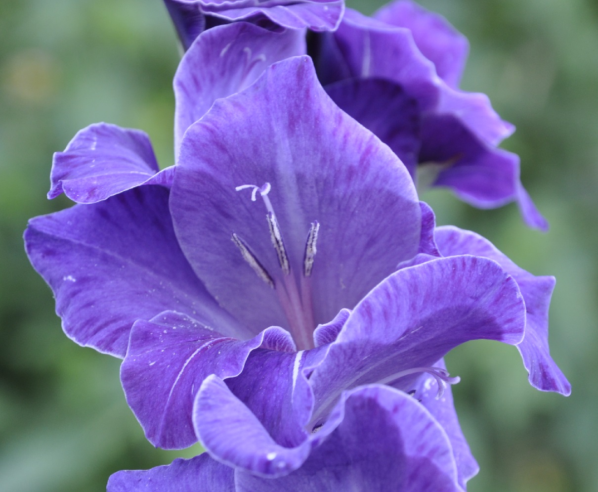 Image of genus Gladiolus specimen.