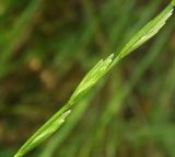 Elytrigia stipifolia