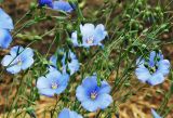 Linum austriacum