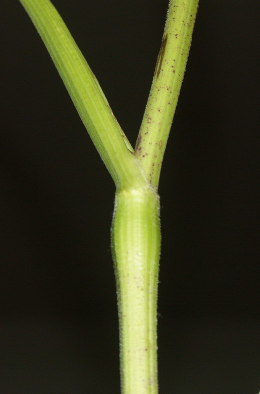 Image of Chaerophyllum aureum specimen.