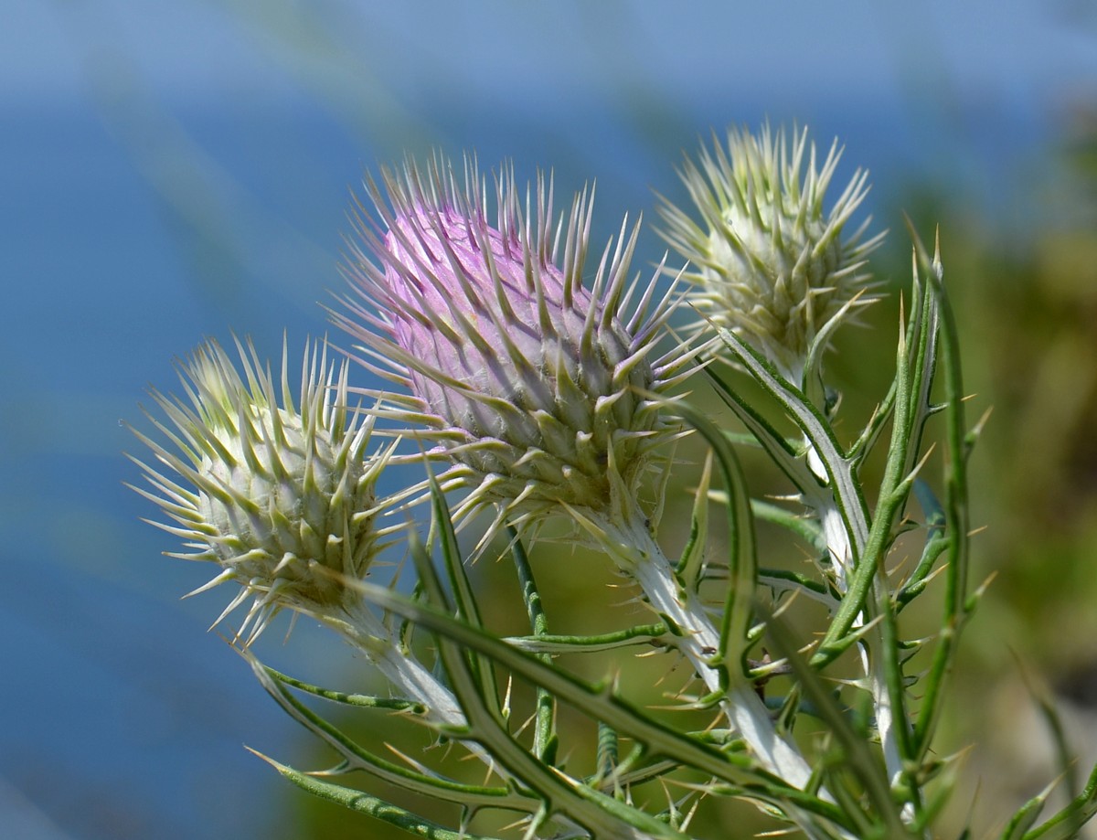 Image of Lamyra echinocephala specimen.