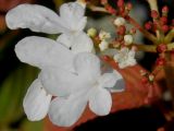 Viburnum plicatum. Цветки. Германия, г. Дюссельдорф, Ботанический сад университета. 05.09.2014.