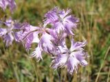 Dianthus hoeltzeri