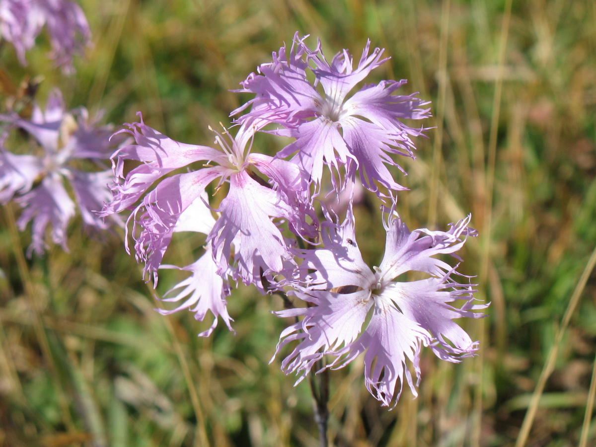 Изображение особи Dianthus hoeltzeri.