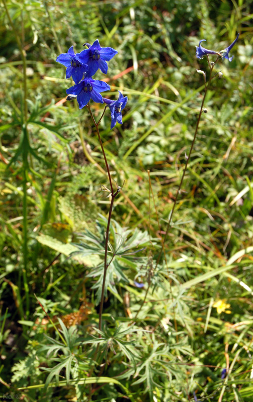 Image of Delphinium laxiflorum specimen.