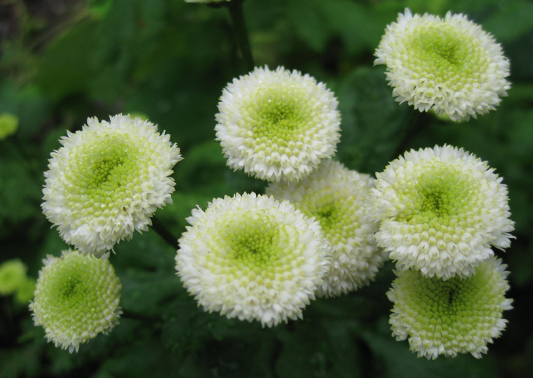 Image of Pyrethrum parthenium specimen.