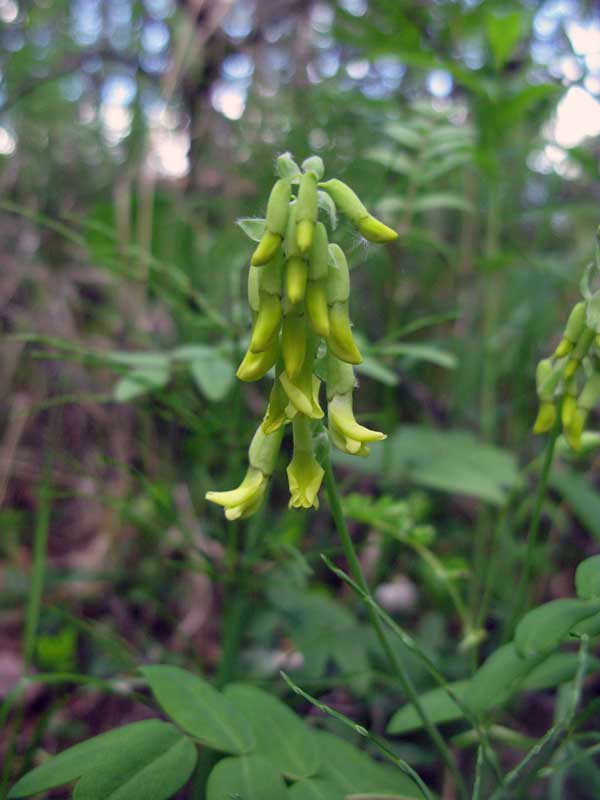 Image of Astragalus frigidus specimen.