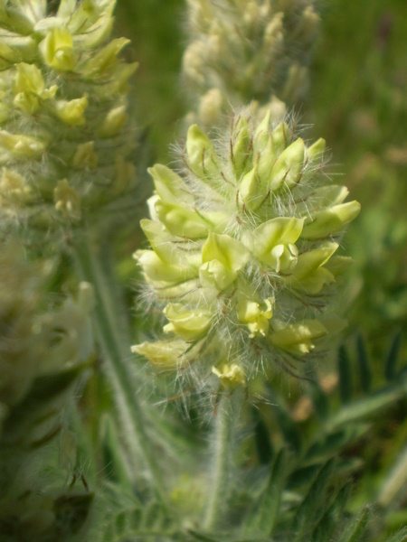 Изображение особи Oxytropis pilosa.