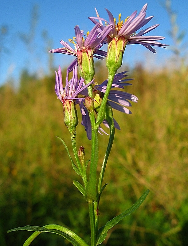 Image of Tripolium pannonicum specimen.