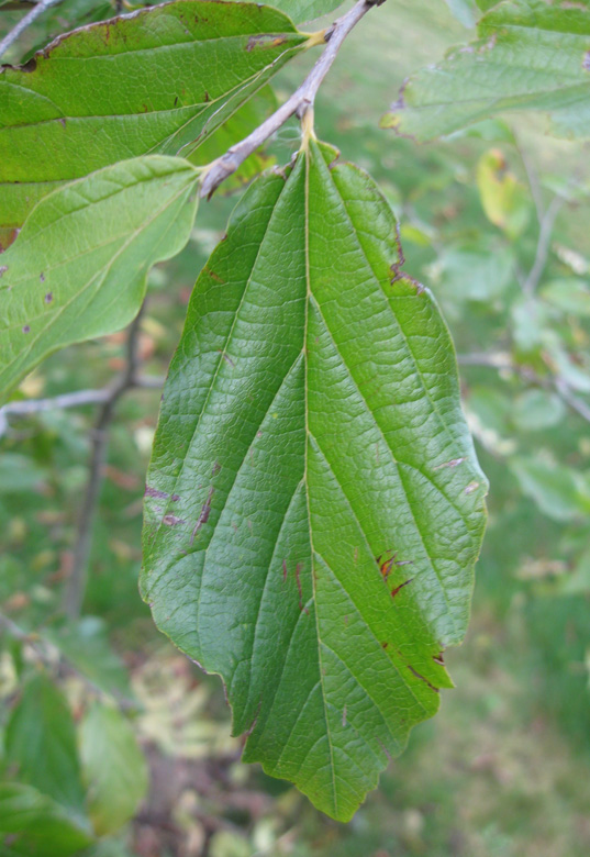 Image of Parrotia persica specimen.