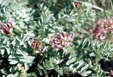 Astragalus physodes