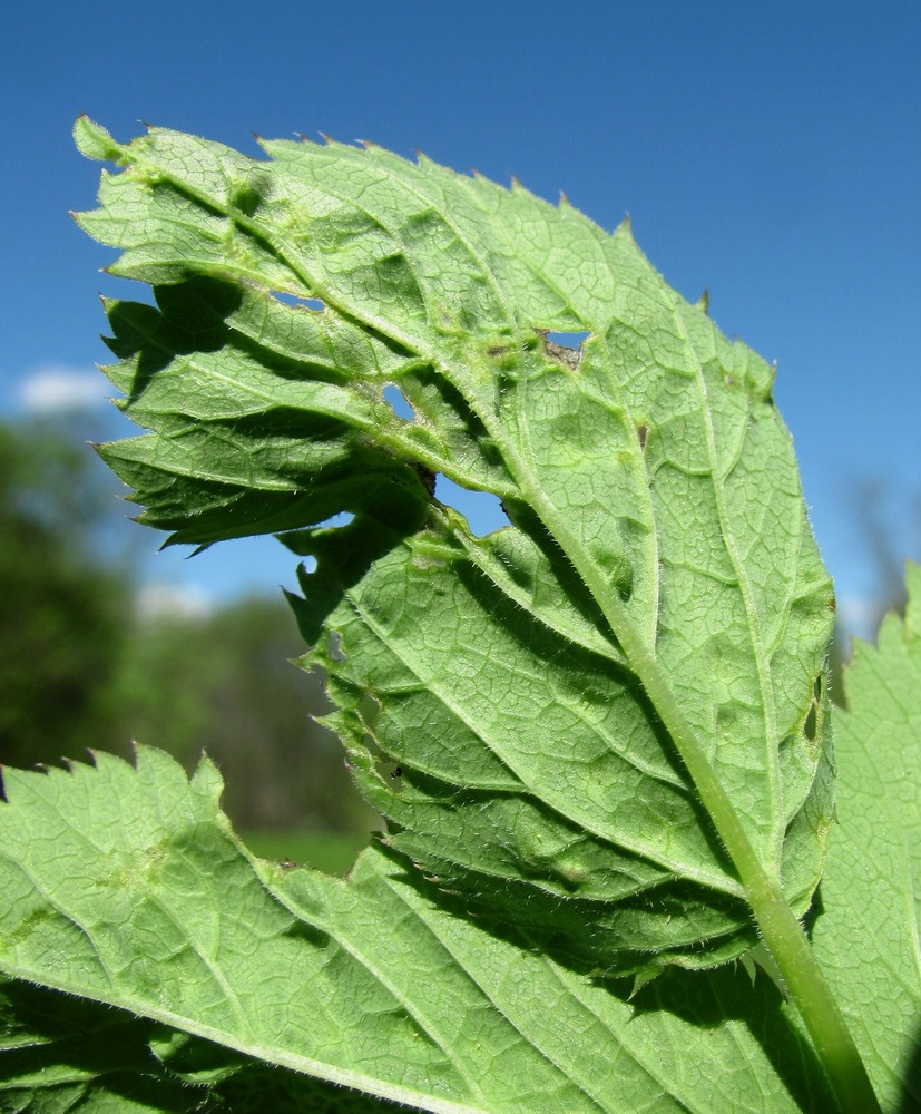 Image of Aegopodium podagraria specimen.