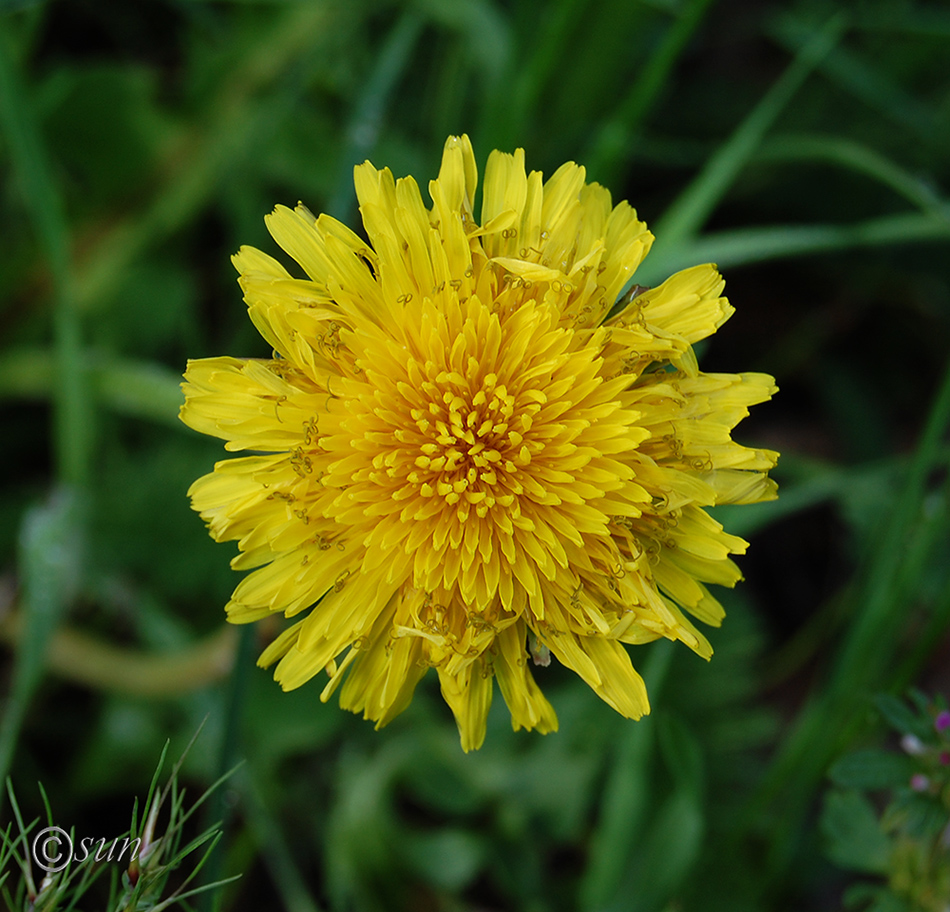 Изображение особи Taraxacum officinale.