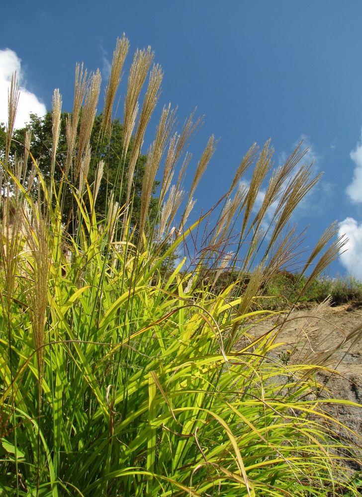 Image of Miscanthus sinensis specimen.