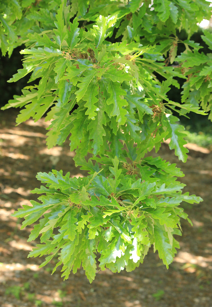 Image of Quercus cerris specimen.