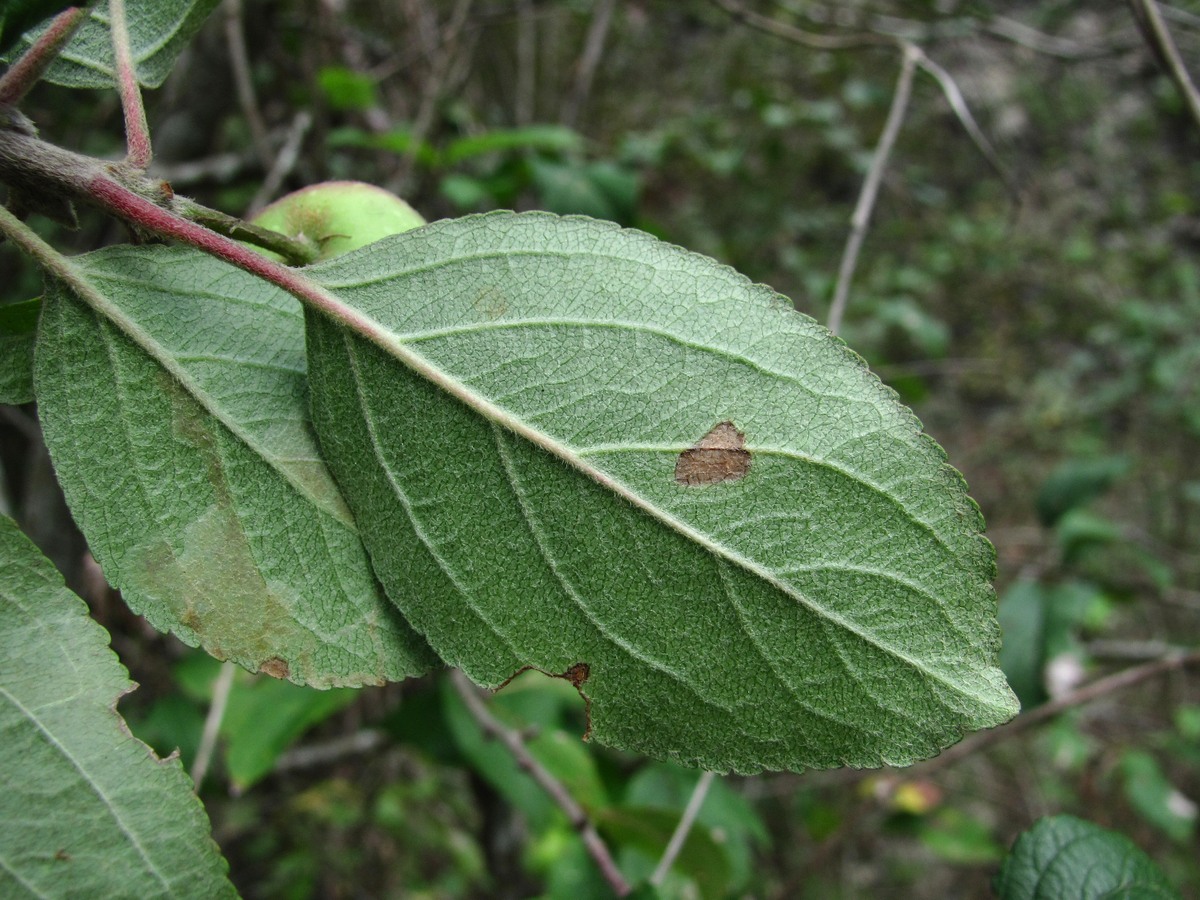 Image of Malus sylvestris specimen.