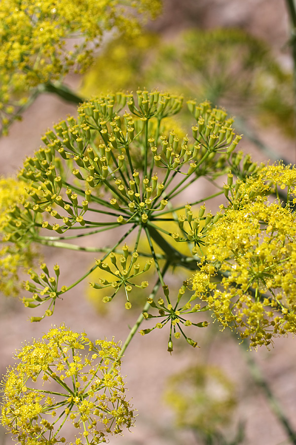 Изображение особи Ferula penninervis.